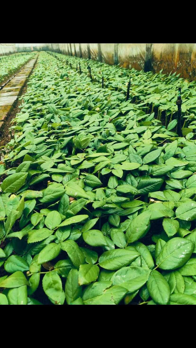 基地直供香槟色【蜜桃雪山】玫瑰苗鲜切花种苗大花品种四季开花