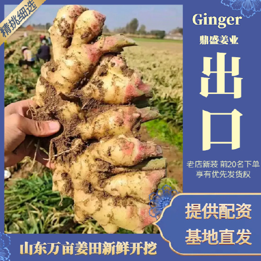 莒县大黄姜 24年新黄姜 万亩姜田 出口品质 市场/加工厂/出口