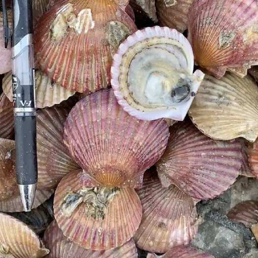 威海产地直发港湾贝 扇贝