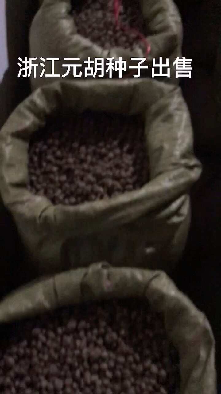 元胡种子供应