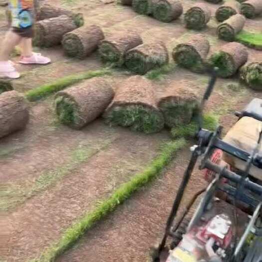 德阳草