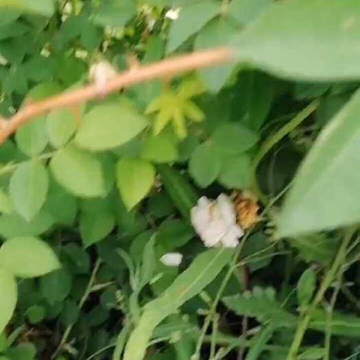 白玫瑰
