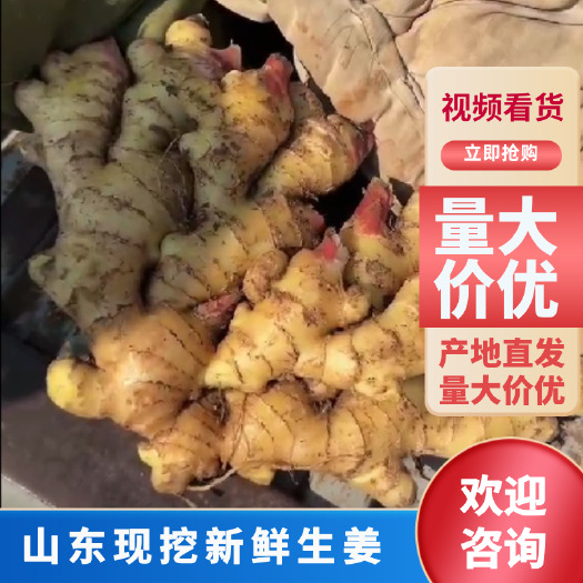 莒县2024年现挖嫩姜仔姜新鲜子姜山东产地批发红芽生姜黄姜