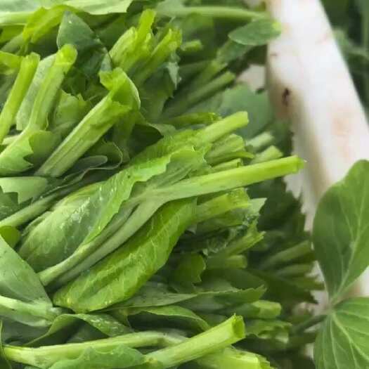 高邮市新鲜豌豆尖 预售中