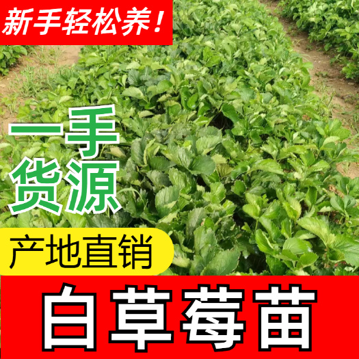 平邑县天使8号粉玉2号，白色草莓苗，味道香甜！适合观赏及高档採摘！