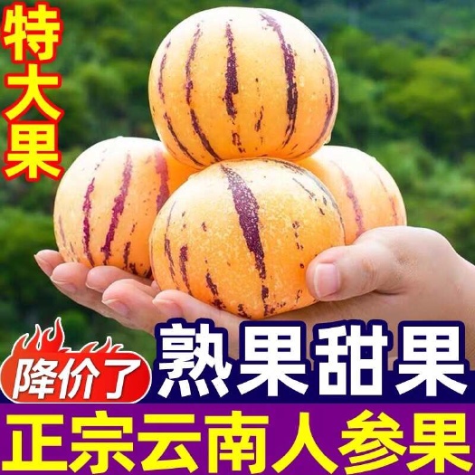 昆明云南人参果水果大果黄肉新鲜石林人叁果树上熟人生果圆果整