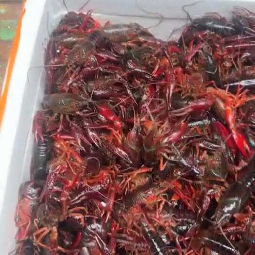 潜江市精品小龙虾。规格标准
