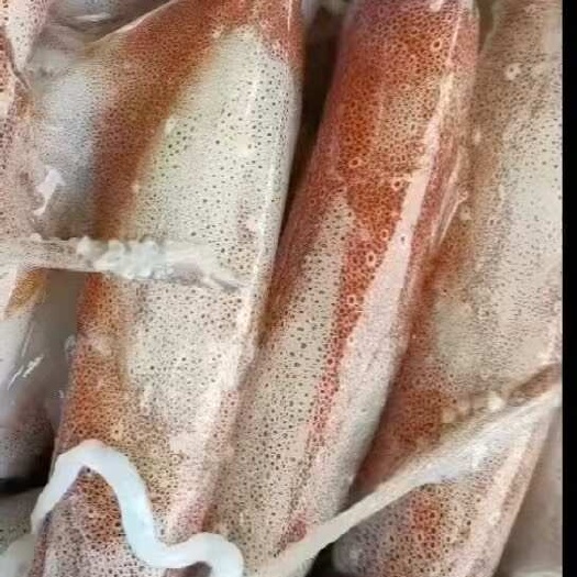 福州活冻 钓鱿鱼 围网鱿鱼