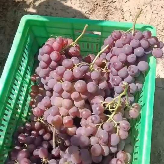 红提葡萄