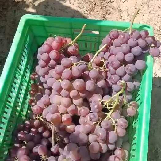永宁县红提葡萄