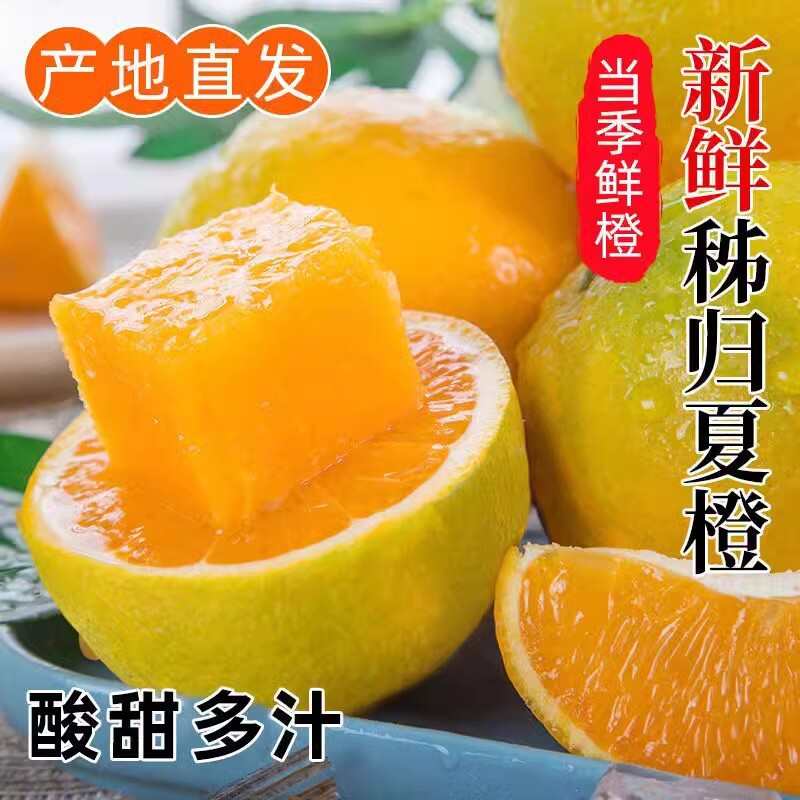 湖北秭歸夏橙橙子新水果當(dāng)季榨汁皮薄酸甜現(xiàn)摘現(xiàn)發(fā)整箱