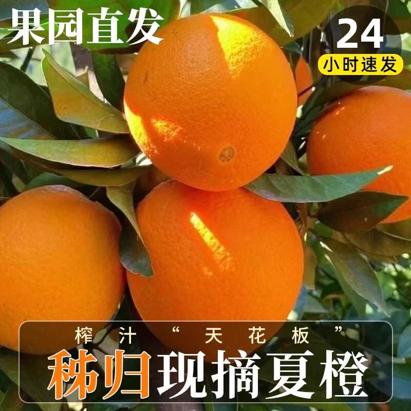 湖北秭歸夏橙橙子新水果當(dāng)季榨汁皮薄酸甜現(xiàn)摘現(xiàn)發(fā)整箱