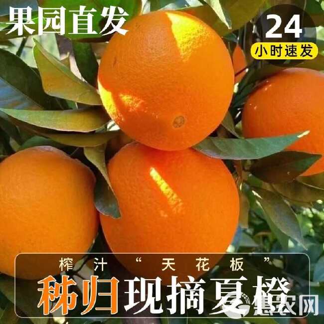 湖北秭归夏橙橙子新水果当季榨汁皮薄酸甜现摘现发整箱