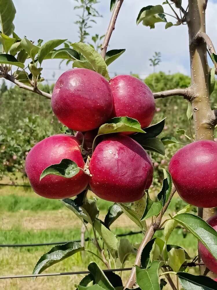 云南昭通紅露蘋果水果新鮮富士當(dāng)季整箱包郵丑蘋果冰糖心脆