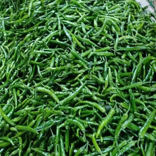 大荔县精品辣椒