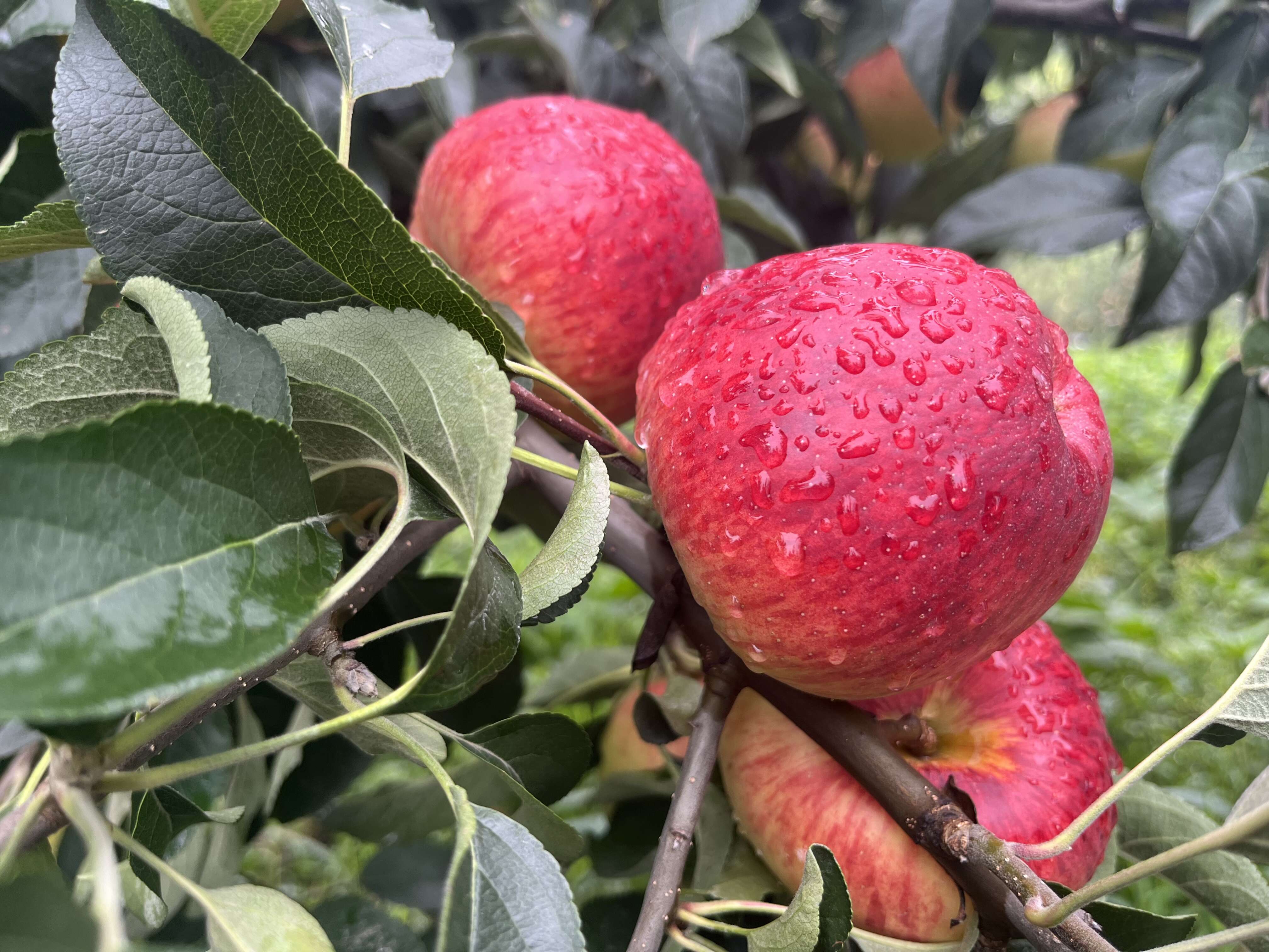 云南昭通冰糖心丑苹果整箱起批脆甜多汁【普通快递包邮】一件代发