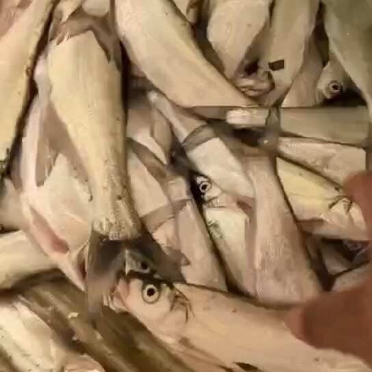 信阳翘嘴白鲜货冻货都可以发 质量精品