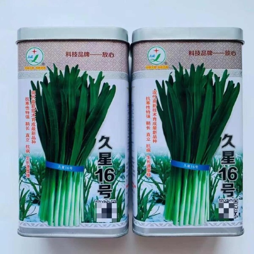 叶县久星16号韭菜种子 抗病抗寒 冬季不休眠 直立 不易干尖