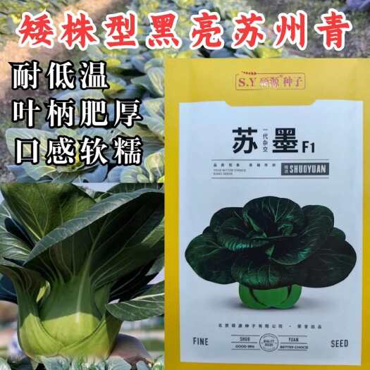 洛阳苏墨苏州青种子 黑亮矮型趴叶 叶柄肥厚 抗病耐低温 口感软糯