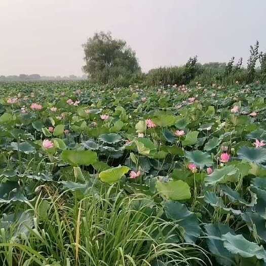 野生荷叶，藕菜，价格优惠，老板有需要的，自己带上弄