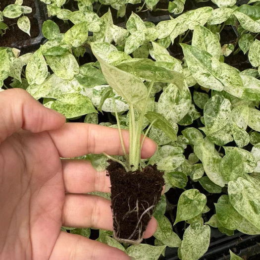 源头基地供应松染海芋（迷彩热亚）组培穴盘苗新奇特观赏植物种苗