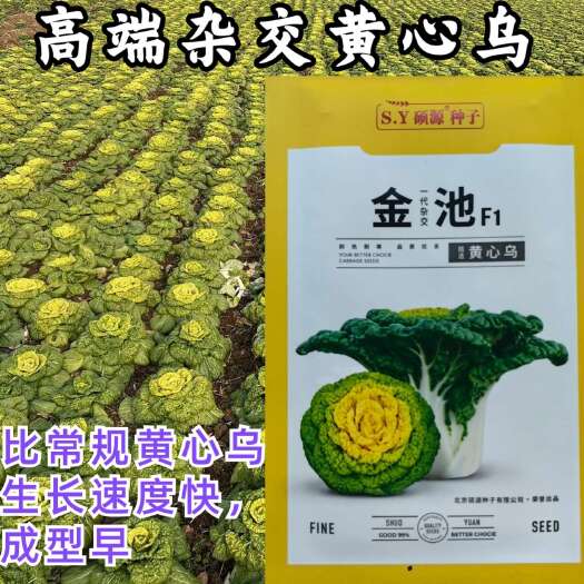 洛阳金池黄心乌种子 植株紧凑 塌地 耐热耐寒