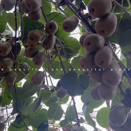 绍兴上虞章镇红心猕猴桃