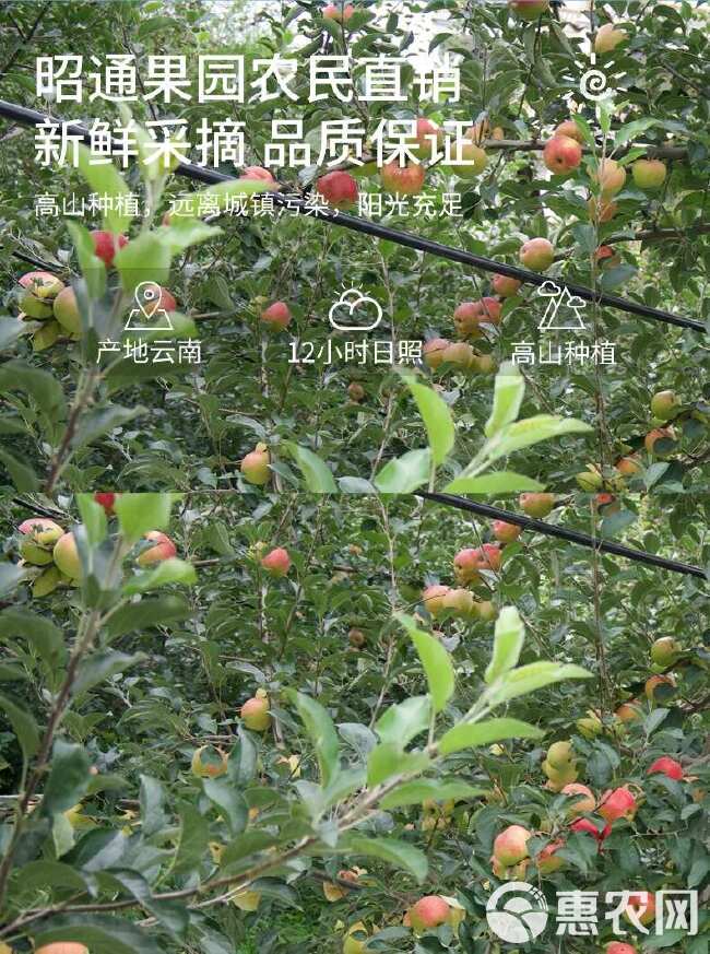 昭通丑苹果樱桃小苹果整箱5斤起批，农户自销