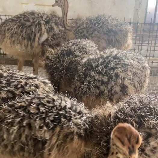 重庆市鸵鸟苗