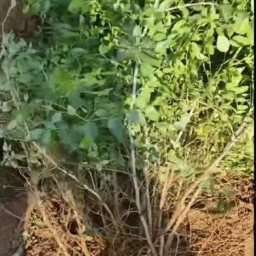 赞皇县酸枣苗