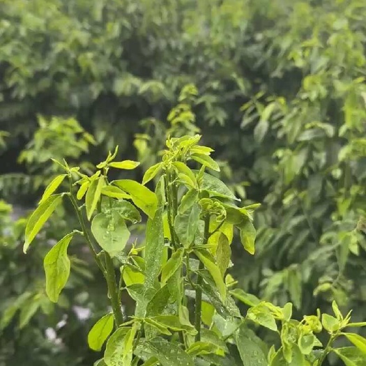 阳春市溢肝菜，树仔菜，野菜