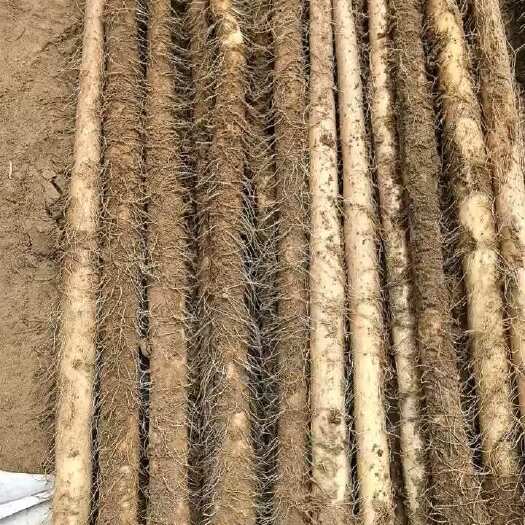 蠡县榆林铁棍山药