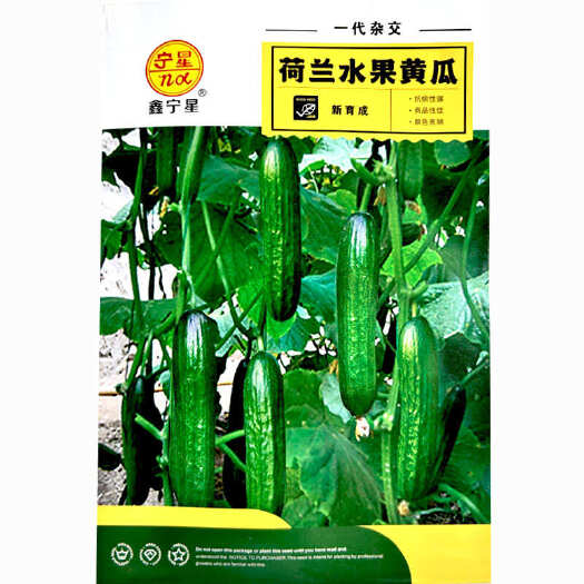济南水果黄瓜种子 甜脆无刺 耐热油绿 旱黄瓜抗高温全雌一叶一瓜