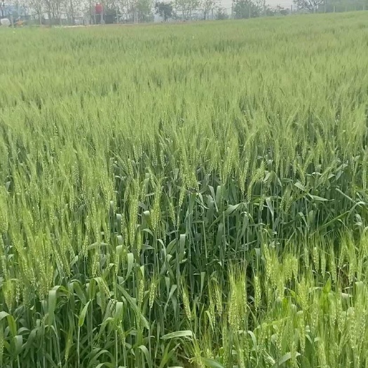 安庆一千亩河滩地流转，十月份接地