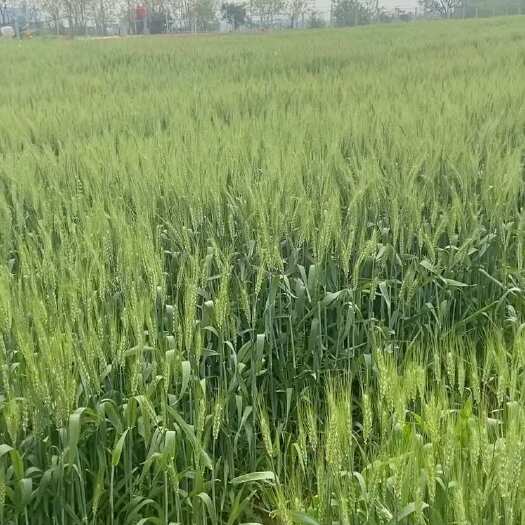 怀宁县安庆一千亩河滩地流转，十月份接地