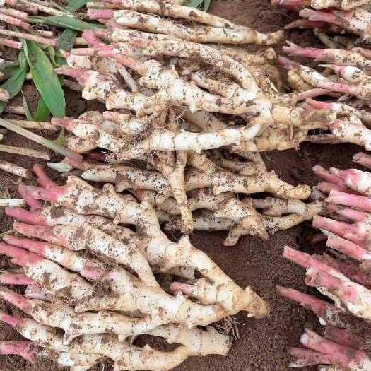 柳州广西万亩仔姜基地大量上市，市场，电商，大量供应中