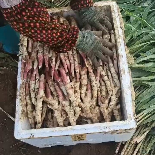 柳州广西仔姜大量供应，市场货，电商货，每天50吨供应