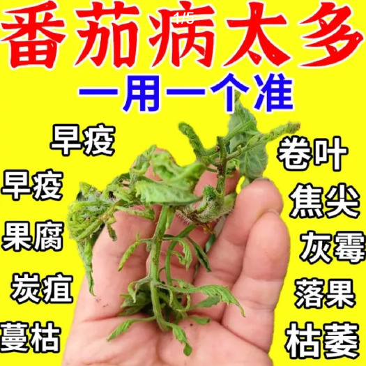 长沙西红柿病菌清专用药番茄病枯萎病早晚疫病霜霉病叶霉病微生物菌剂