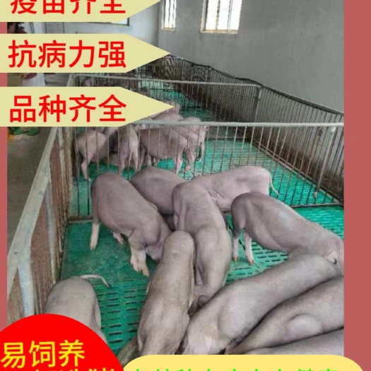 邳州市太湖猪正宗原种太湖母猪