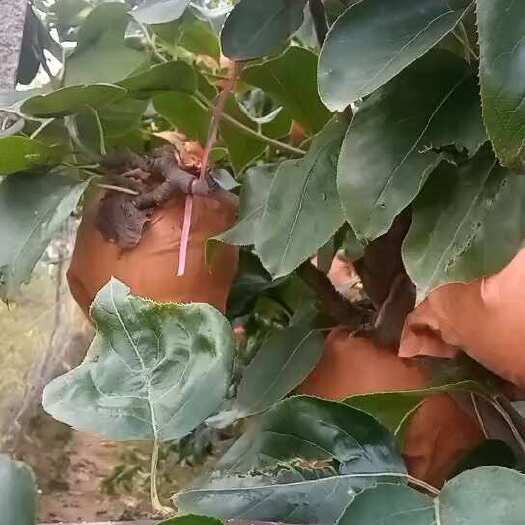 莱西市秋月梨