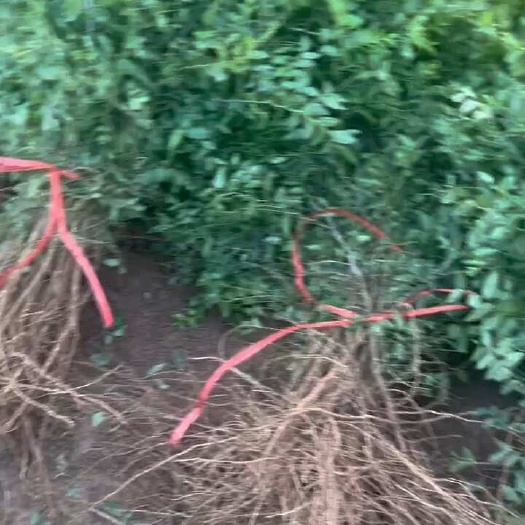 赞皇县双仁药用酸枣苗