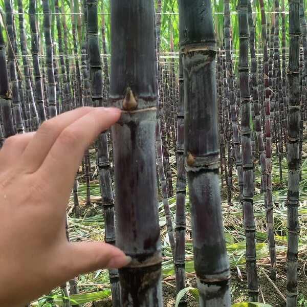 黑皮甘蔗节长多汁，甜度高