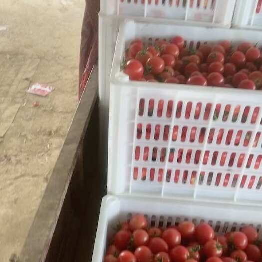 西安圣女果