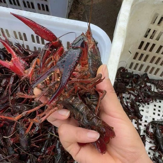 小龙虾产地直发一手货源个大满黄大量供货