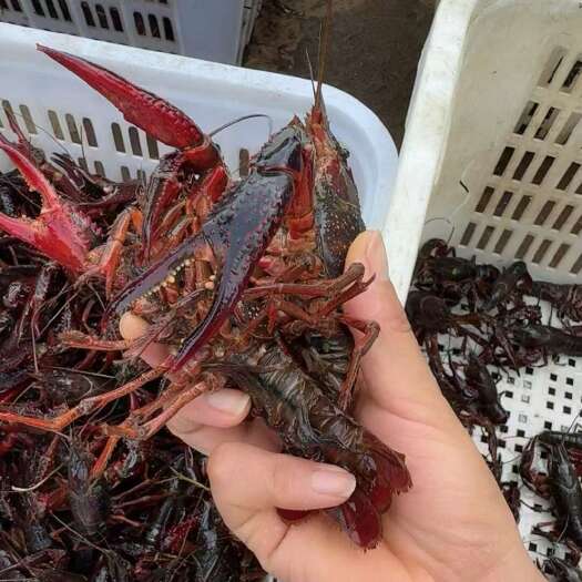 兴化市小龙虾产地直发一手货源个大满黄大量供货