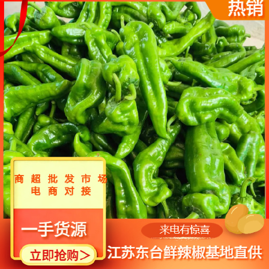 江苏东台精品鲜辣椒基地直供一手货源商超批发市场电商对接