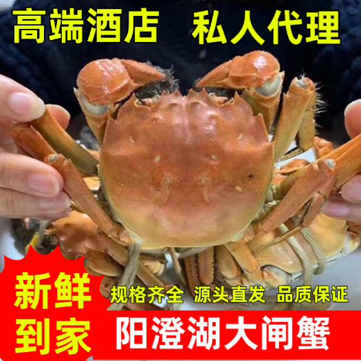 苏州阳澄湖镇大闸蟹，满膏满黄、精品、挑膏，按斤供应、防伪溯源码