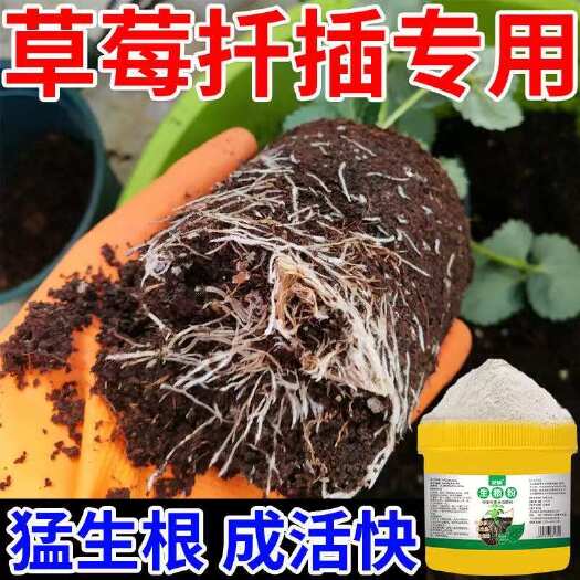 长沙草莓专用生根剂生根粉草莓生根壮苗养苗防死棵根腐水溶肥