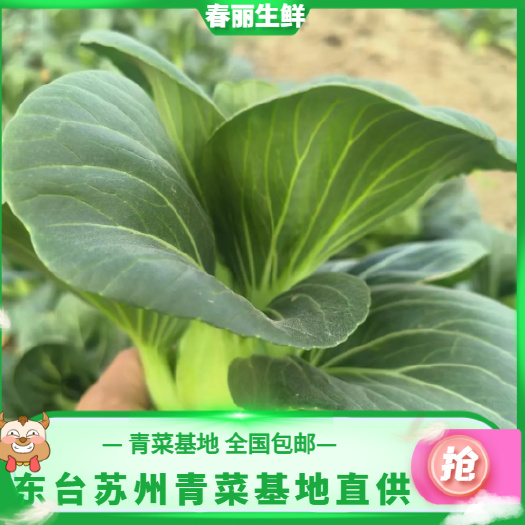 【产地直销】东台矮脚黑大头苏州青菜基地直供一手货源全国发货