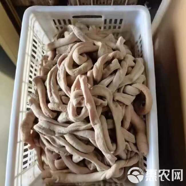 牛小肠 牛圆肠 中油肉厚金黄色，熟度高，出成率高